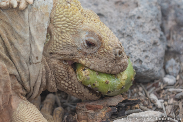 galapagos